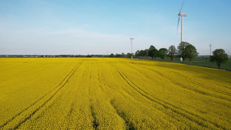 Huge-rapeseed-field-with-wind-turbines-behind-it