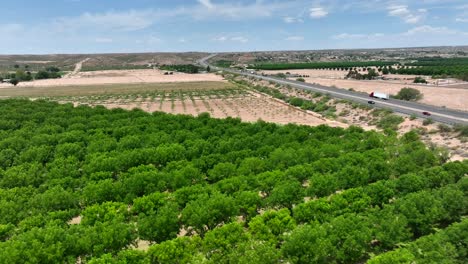 Pecan-trees-in-orchard-in-Las-Cruces,-New-Mexico