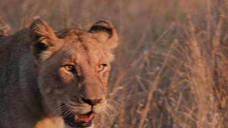 Nahaufnahme-Eines-Weiblichen-Afrikanischen-Löwen-Im-Sonnenlicht,-Der-In-Der-Abenddämmerung-Im-Grasland-Umherstreift