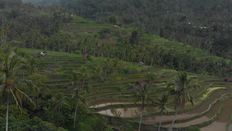 Empty-rice-field-with-lush-green-nature-at-Bali,-aerial