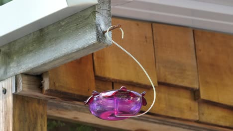 Low-angle-handheld-shot-of-hanging-plastic-bird-water-dish