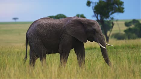 Gran-Elefante-Caminando-A-Través-De-La-Hierba-Alta-En-Un-Delicioso-Paisaje-Keniano,-Vida-Silvestre-Africana-En-La-Reserva-Nacional-Masai-Mara,-Kenia,-Animales-De-Safari-Africanos-En-La-Conservación-Del-Norte-De-Masai-Mara