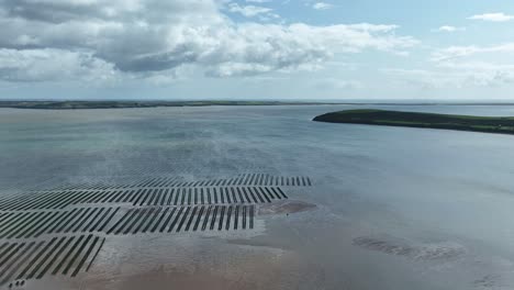 Oyster-Beds-Ireland-oyster-farming-at-Woodstown-Waterford-Ireland-aerial-establishing-flyover-on-a-autumn-morning