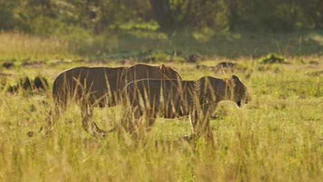Zeitlupenaufnahme-Junger-Löwen,-Die-Bei-Sonnenuntergang-Durch-üppige-Landschaft-Laufen,-Wichtiges-Naturschutzgebiet-Der-Masai-Mara-Nord,-Das-Tiere-Im-Maasai-Mara-Nationalreservat-Vor-Menschlicher-Interaktion-Schützt