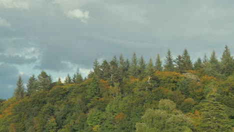 Vielfalt-Der-Irischen-Wälder-Im-Herbst