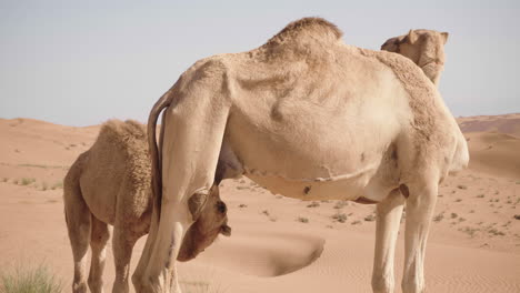 Kamel-Trinkt-Von-Seiner-Mutter-In-Der-Wahiba-Sandwüste-Im-Oman