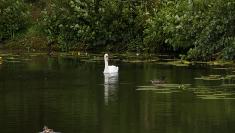 wide-shot-of-lake-with-Swan,-and-duck-Swimming-around