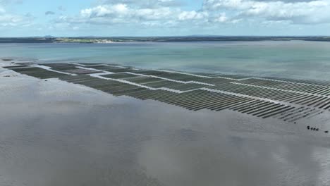 Oyster-farming-Ireland-oyster-beds-at-Woodstown-Waterford-Ireland-at-low-tide-on-an-Autumn-day