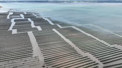 Aerial-flyover-Oyster-Beds-Ireland-at-Woodstown-Waterford-Suir-estuary-on-a-bright-Autumn-day