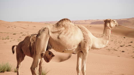 Junges-Kamel-Mit-Ihrer-Mutter-In-Der-Wahiba-Wüste-Von-Oman