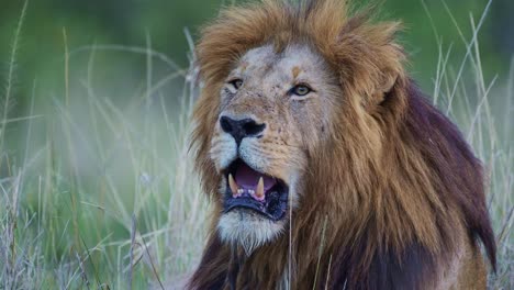 Male-lion-Portrait-of-African-Wildlife-Safari-Animal-in-Maasai-Mara-National-Reserve-in-Kenya,-Africa,-Beautiful-Big-Cat-in-Masai-Mara-North-Conservancy-Low-Angle-of-Big-Five-Predator-Lying-on-Ground