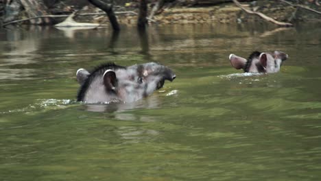 Tapir-Brasileño-De-Tierras-Bajas-Nadando-Con-Sus-Crías-Hacia-La-Orilla-Del-Río
