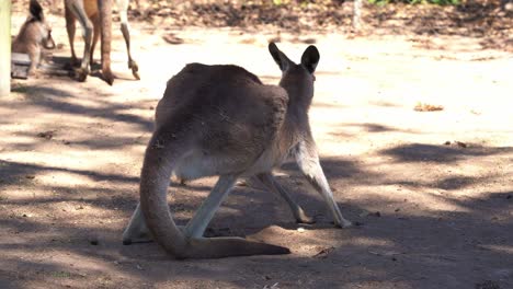 Adult-female-eastern-grey-kangaroo,-macropus-giganteus,-moving-into-a-recumbent-posture,-resting-and-lying-on-its-side,-relaxing-on-the-ground-during-the-heat-of-the-day,-close-up-shot
