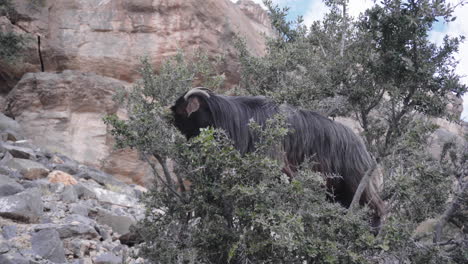 Cabra-Moantain-Comiendo-En-Un-árbol-En-Una-Montaña-Wadi-De-Omán