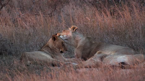 Two-Female-African-Lions-Lying-On-The-Savanna,-Licking-Each-Other-In-The-Wilderness