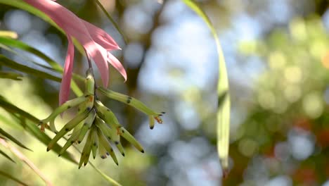 Bromeliad-Billbergia-distachya,-plant-native-to-the-Brazilian-Atlantic-Forest