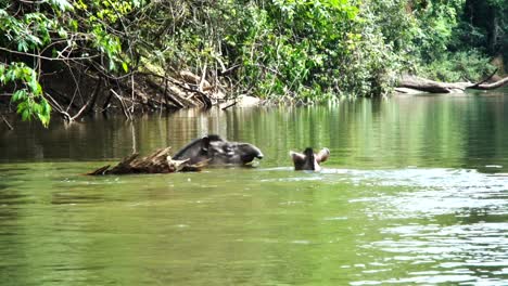 Tapir-Brasileño-De-Tierras-Bajas,-Madre-Y-Cría-Nadando-Juntos-En-El-Desierto