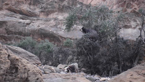 Cabra-Montés-Comiendo-En-Un-árbol-En-El-Wadi-Montañoso-De-Omán