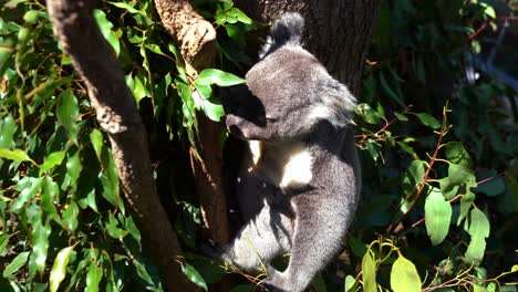 Cute-and-fluffy-herbivorous-northern-koala,-phascolarctos-cinereus-on-the-tree-eating-eucalyptus-leaves-under-bright-sunlight-with-eyes-closed-at-wildlife-sanctuary,-Australian-native-animal-species