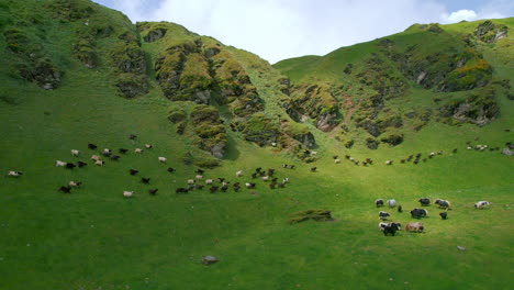 Yaks-Y-Cabras-Montesas-En-Nepal-Acelerando-Hacia-El-Refugio,-Motivo-Montañoso,-Pastando,-Como-Hormigas,-Verdor,-Cielo-Soleado,-Azul,-Nubes,-Vista-Increíble-4k