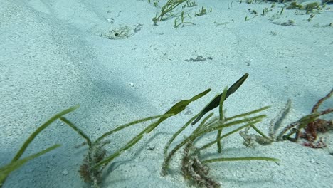 incredible-robust-ghost-pipefish-couple-swaying-together-with-the-ocean-current