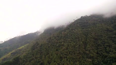 Berg-Mit-Vielen-Einheimischen-Kolumbianischen-Wachspalmen,-Die-Im-Cocora-Tal-Von-Nebel-Bedeckt-Sind