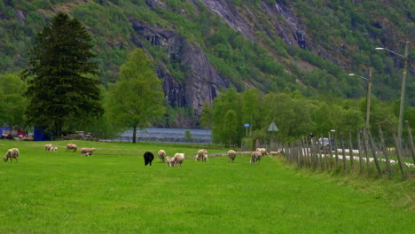 Shot-of-sheep-and-lambs-on-beautiful-pasture-alongside-a-path-with-mountain-range-in-the-background-during-evening-time