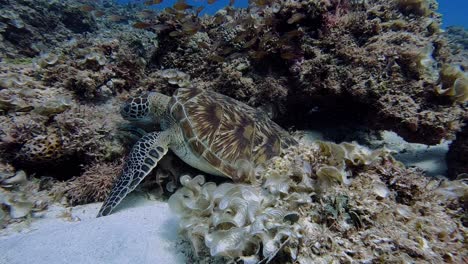 Amazing-relationship-between-a-turtle-and-a-fish-eating-together-off-the-volcanic-reef-system