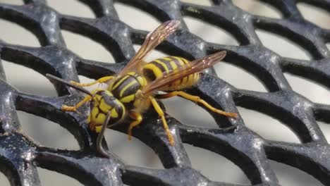 Close-Up-of-A-Wasp-on-A-Grill