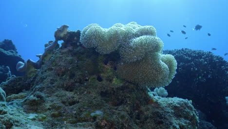 Wunderschöne-Weichkorallen,-Die-Sich-Sanft-In-Der-Meeresströmung-Wiegen,-Sich-Ansammeln-Und-Sich-Von-Plankton-Ernähren
