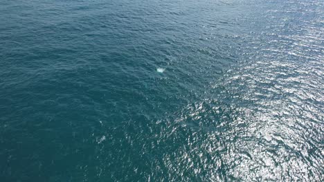 Ocean-With-Humpback-Whales-Swimming-In-New-South-Wales,-Australia---aerial-shot