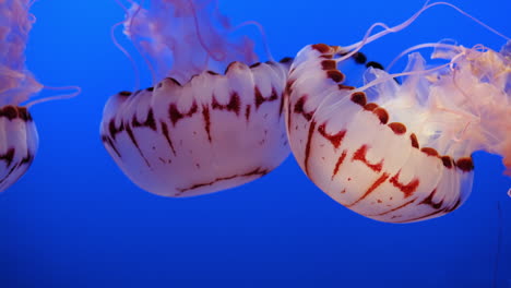 Purple-striped-Jellyfish-Swimming-In-The-Aquarium.---closeup