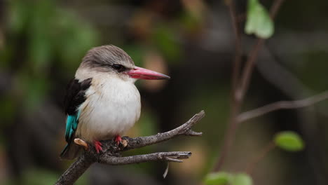 Brown-hooded-Kingfisher-Bird-Perching-On-Tree-Branch.-closeup