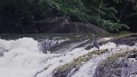 Faciated-tiger-heron-in-it's-prime-hunting-habitat