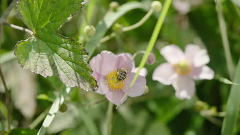 Eine-Biene-Läuft-Auf-Einer-Kleinen-Rosa-Blume-Und-Sucht-Nach-Nektar,-Pollen-Auf-Den-Beinen-Der-Biene