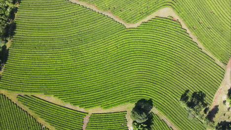 Overview-of-a-yerba-mate-field-in-Argentina---drone-shot