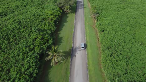 Bird's-eye-view-of-a-car-driving-along-forest-road-during-a-sunny-morning
