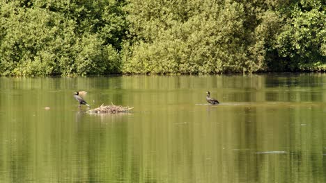 A-pair-of-great-cormorants-on-Sparham-Pools-lake,-Nature-reserve-looking-west-on-to-the-lake