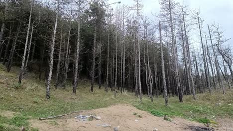 La-Erosión-Costera-Del-Bosque-De-Newborough-Daña-Los-árboles-Del-Bosque-A-Lo-Largo-De-La-Costa-Rural-De-Anglesey