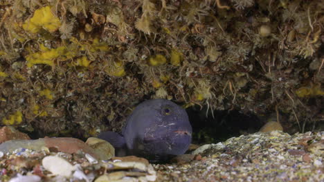 Atlantic-wolf-eel-fish-hiding-in-its-den-in-cold-water-atlantic-canada