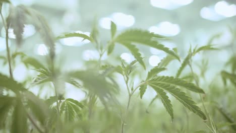Marijuana-Cannabis-in-a-Green-House