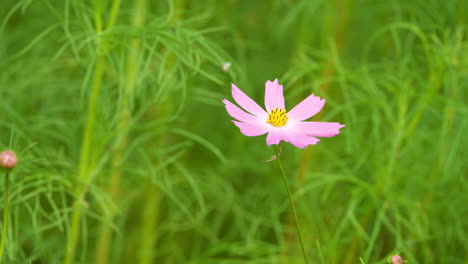 Rosa-Kosmos-Blume-Oder-Gartenkosmos-Nahaufnahme-Auf-Grünem-Hintergrund