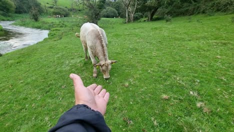 POV-male-hand-reaching-out-towards-curious-young-playful-cow-in-rural-countryside-meadow