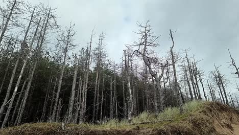 Newborough-Forest-Küstenerosion-Verschlechterung-Schäden-An-Waldbäumen-Entlang-Der-Küste-Von-Anglesey