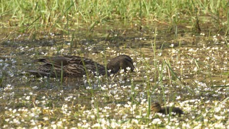 Mother-duck-and-baby-foraging-in-a-pond-full-of-flowers