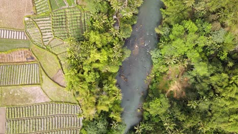 Overhead-drone-shot-of-rocky-river-with-trees-and-plantation-on-the-side