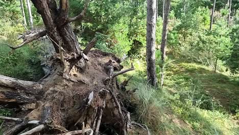 Fallen-tree-trunk-in-Newborough-forest-dense-woodland-foliage-on-the-idyllic-coast-of-Anglesey