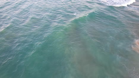 Türkisfarbene-Meereslandschaft-Mit-Robbenbaby,-Das-Im-Meer-An-Der-Gold-Coast,-Queensland,-Australien-Schwimmt-–-Luftaufnahme