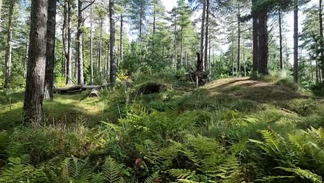 Newborough-forest-dense-woodland-ferns-foliage-on-the-idyllic-Welsh-coast-of-Anglesey