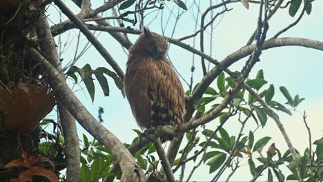An-individual-perched-high-up-on-a-tree,-a-Buffy-fish-owl-Ketupa-ketupu-is-cleaning-its-feathers